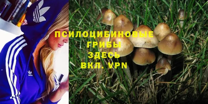 Псилоцибиновые грибы Psilocybine cubensis  купить   Иркутск 